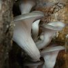 Pleurotus ostreatus-8